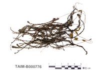 藏品(南亞小金髮苔)的圖片